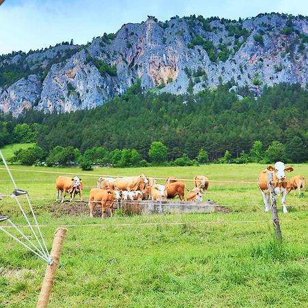 Glamping Hohe Wand - Zelt Mit Sternenfenster Und Whirlpool Maiersdorf Exterior foto